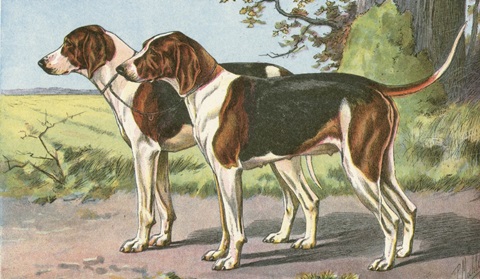 Man's Best Friend VII