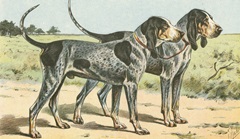 Man's Best Friend VIII