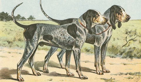 Man's Best Friend VIII