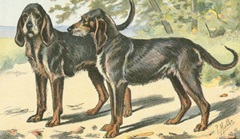 Man's Best Friend XI