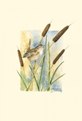 Marsh Wren and Cattails