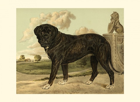 Mastiff