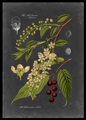 Midnight Botanical II