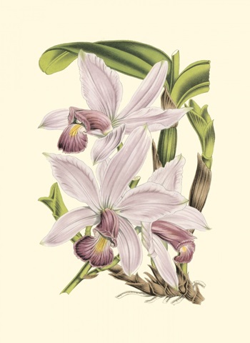 Mini Delicate Orchid I