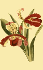 Mini Orchid Splendor I