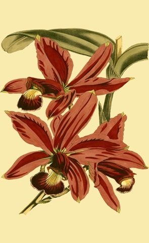 Mini Orchid Splendor II