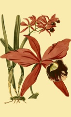 Mini Orchid Splendor III