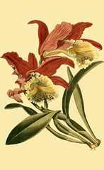 Mini Orchid Splendor IV