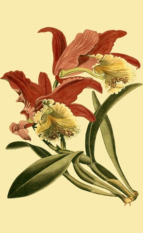 Mini Orchid Splendor IV