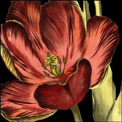 Mini Transitional Tulip III