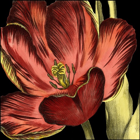 Mini Transitional Tulip III