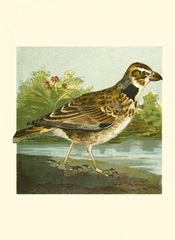 Mini Vintage Birds III