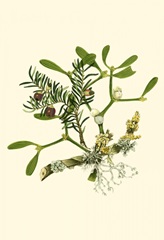 Mistletoe Branch