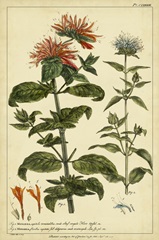 Monarda, Pl. CLXXXIII