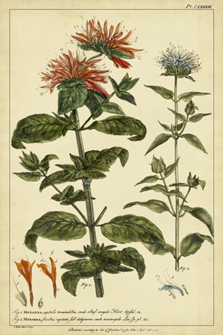 Monarda, Pl. CLXXXIII