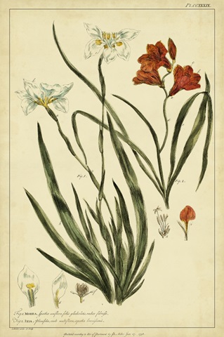 Morea and Ixia, Pl. CCXXXIX