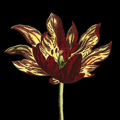 Natural Beauty on Black I