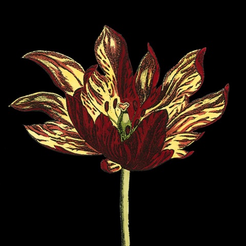 Natural Beauty on Black I