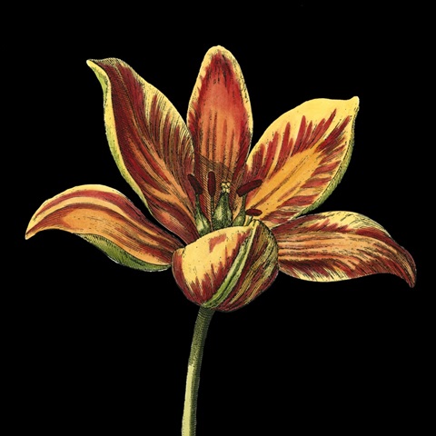 Natural Beauty on Black II