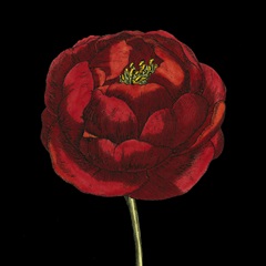 Natural Beauty on Black III