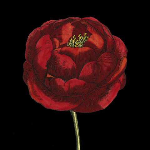 Natural Beauty on Black III