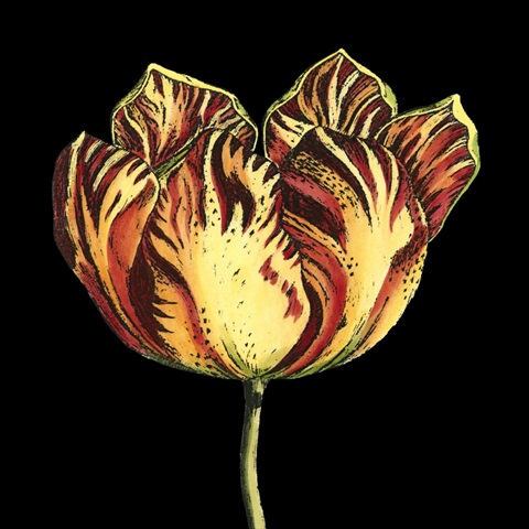 Natural Beauty on Black IV