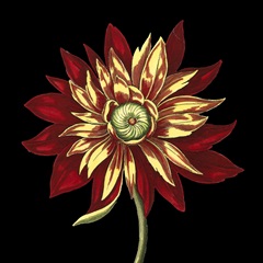 Natural Beauty on Black V