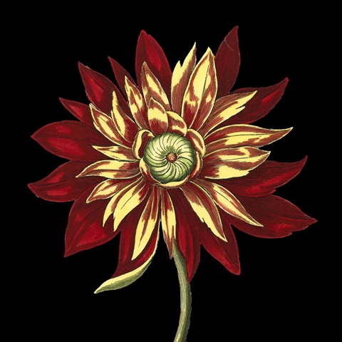 Natural Beauty on Black V