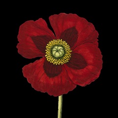 Natural Beauty on Black VI