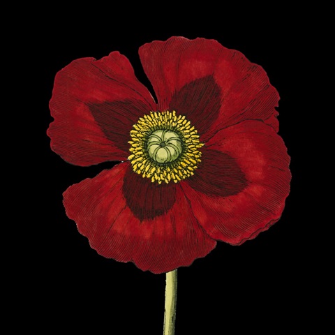 Natural Beauty on Black VI