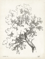 Oak Tree Study
