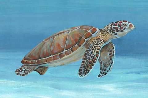 Ocean Sea Turtle I