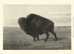 American Bison