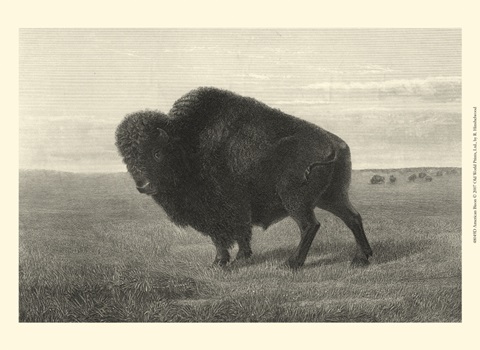 American Bison
