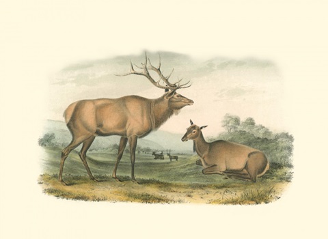 American Elk and Deer