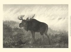 American Moose