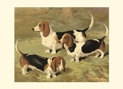 Basset Hounds