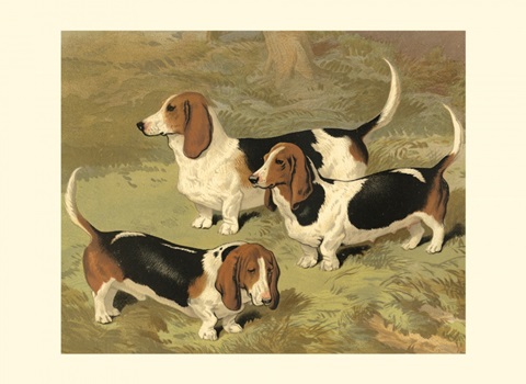 Basset Hounds