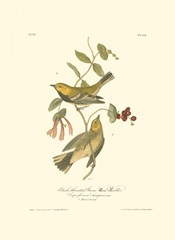 Black-throated Green Wood Warbler