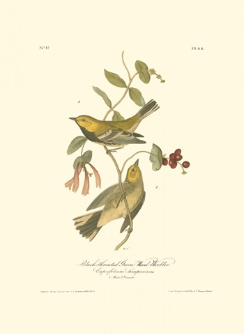 Black-throated Green Wood Warbler