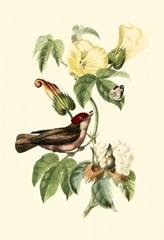 Cuvier Exotic Birds I