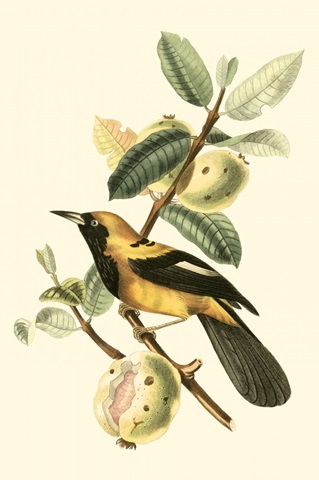 Cuvier Exotic Birds II