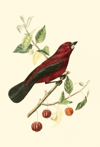 Cuvier Exotic Birds V