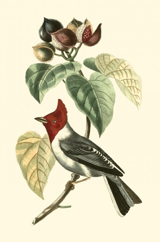 Cuvier Exotic Birds VI