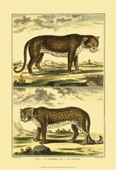 Diderot's Panther and Leopard
