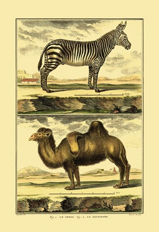 Diderot's Zebra and Camel