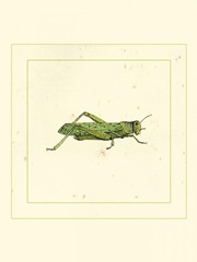 Green Hopper