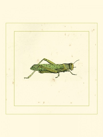 Green Hopper