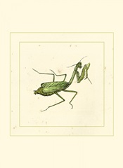 Green Mantis