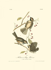 Hudson's Bay Titmouse